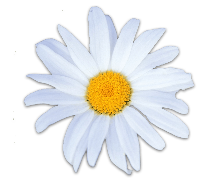 Fleure blanche ombr&eacute;e.png